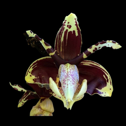 Stanhopea tigrina var. nigroviolacea Stanhopea La Foresta Orchids