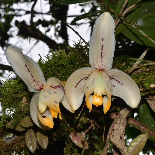Stanhopea tricornis Stanhopea La Foresta Orchids
