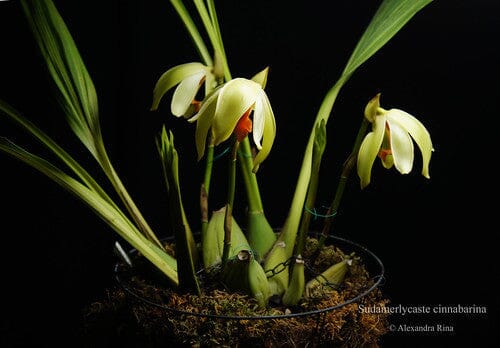 Sudamerlycaste cinnabarina Sudamerlycaste La Foresta Orchids