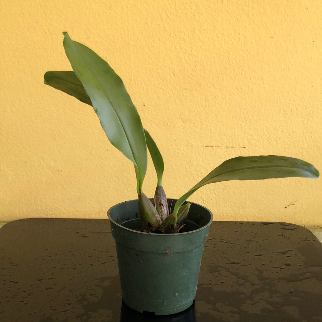 Thecopus maingayi Thecopus La Foresta Orchids