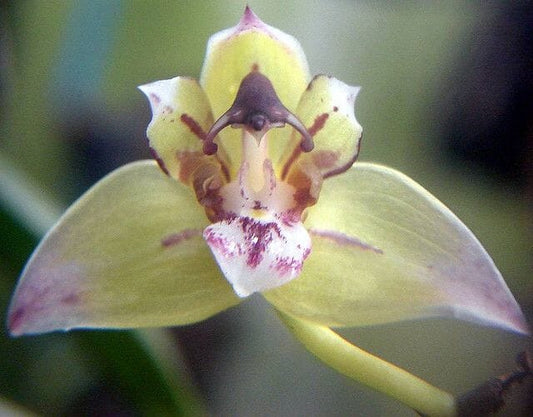 Thecopus maingayi Thecopus La Foresta Orchids