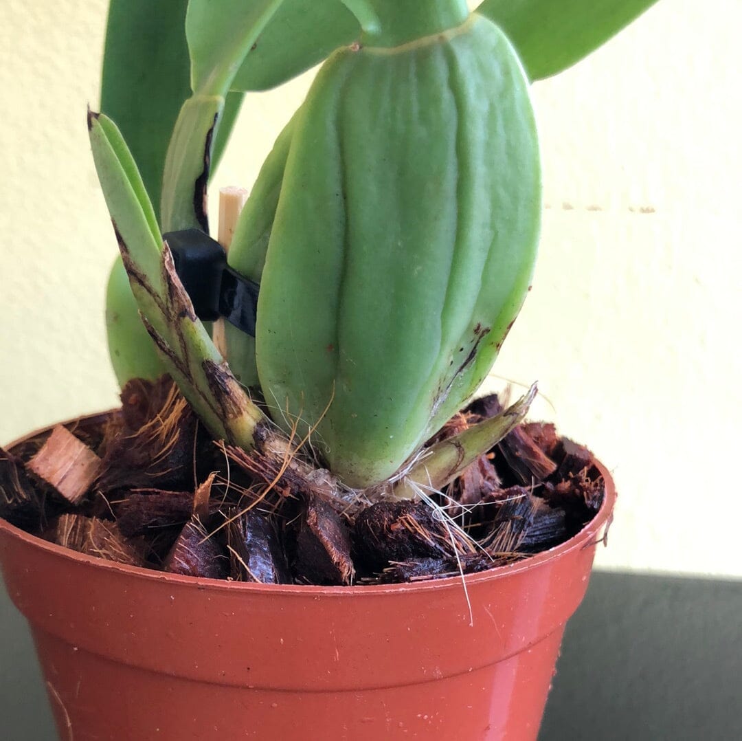 Trichopilia fragrans Trichopilia La Foresta Orchids