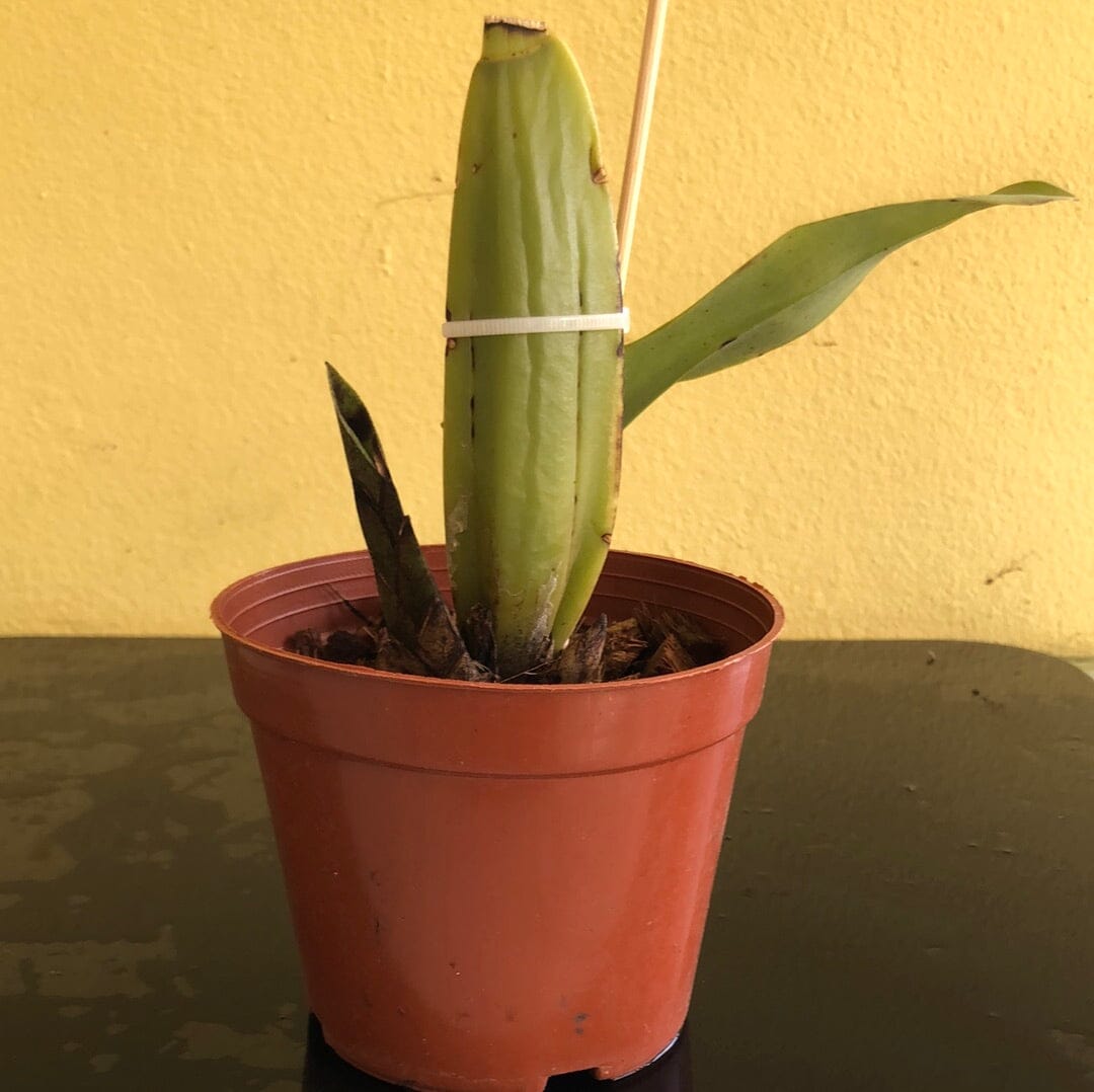 Trichopillia laxa Trichopilia La Foresta Orchids