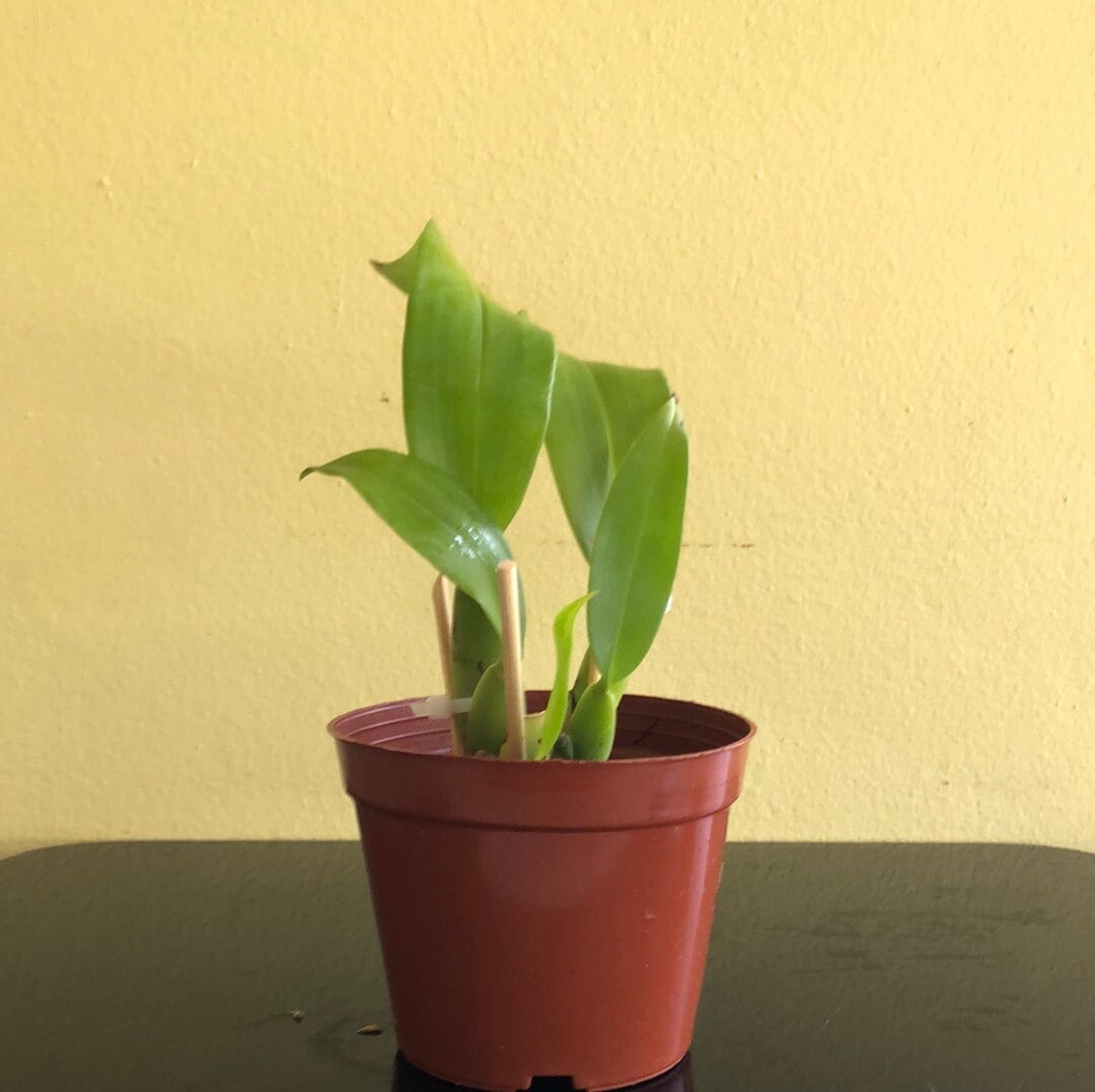 Trichopillia tortilis Trichopilia La Foresta Orchids