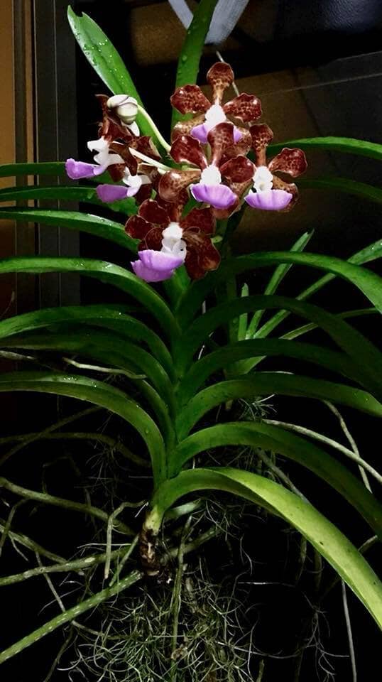 Vanda Insignis Vanda La Foresta Orchids 