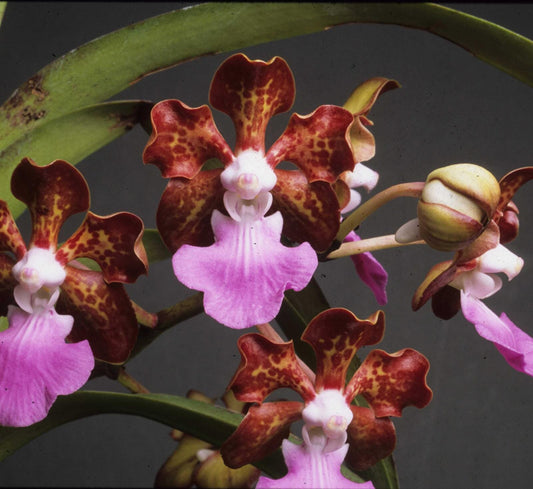 Vanda Insignis Vanda La Foresta Orchids