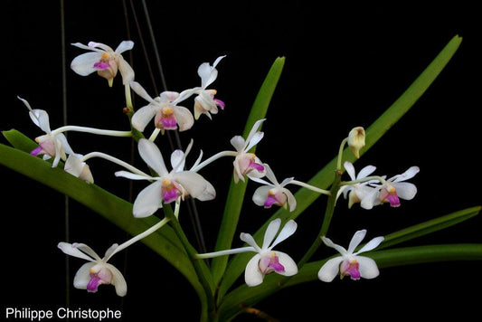 Vanda lilacina Vanda La Foresta Orchids