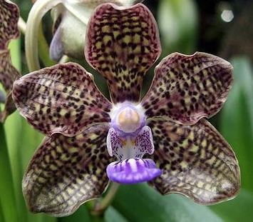 Vanda Mimi Palmer Vanda La Foresta Orchids 