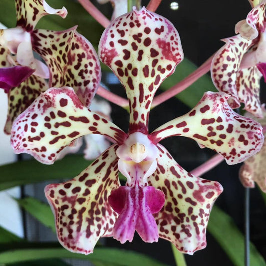 Vanda tricolor var. suavis Vanda La Foresta Orchids