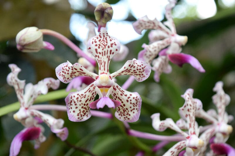 Vanda tricolor var. suavis Vanda La Foresta Orchids 