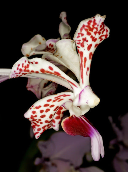 Vanda tricolor var. suavis Vanda La Foresta Orchids 