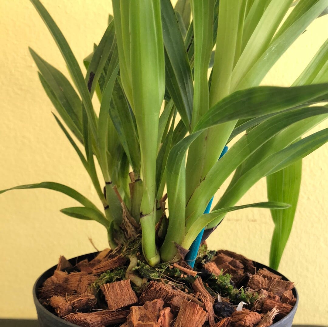 Zygopetalum triste Zygopetalum La Foresta Orchids