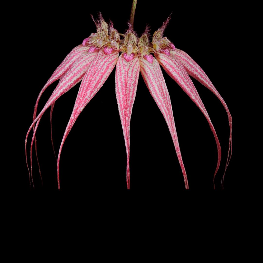Bulbophyllum Species & Hybrids