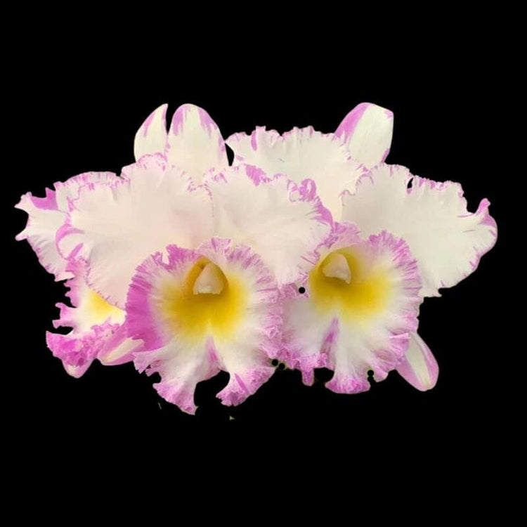 The Top 10 Most Expensive Orchids in the World La Foresta Orchids