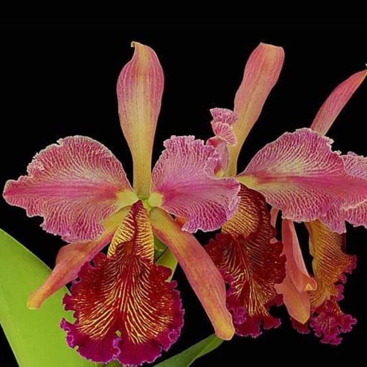 The Top 10 Most Expensive Orchids in the World La Foresta Orchids