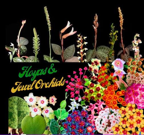 Hoya & Jewel Specialty - Species & Hybrids