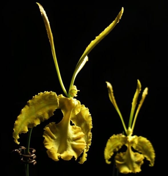 Oncidium Species & Hybrids
