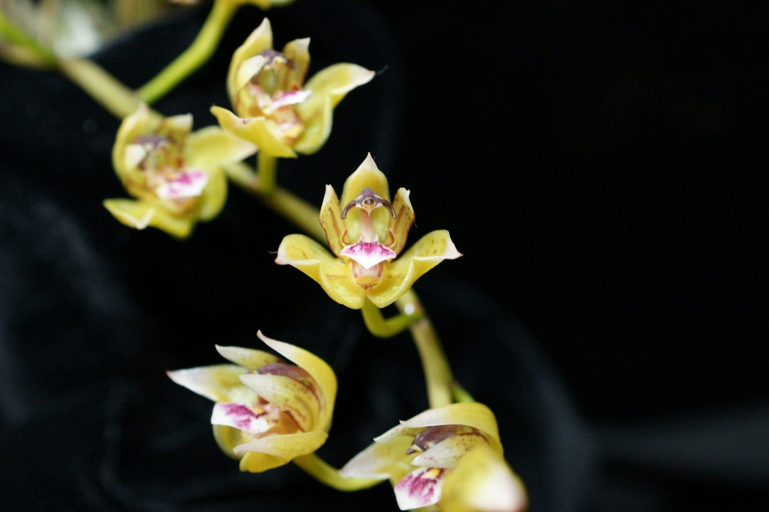 Other Orchids - Rare & Unique Species & Hybrids