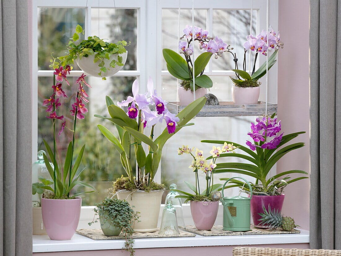 Specialty Orchids - In BUD | In SPIKE | In BLOOM