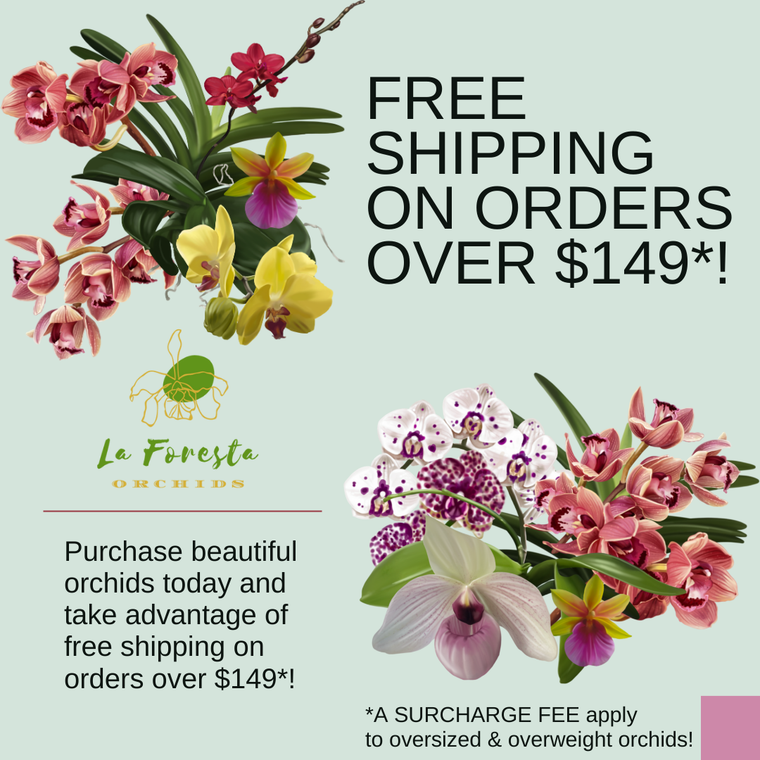 The Top 10 Most Expensive Orchids in the World La Foresta Orchids