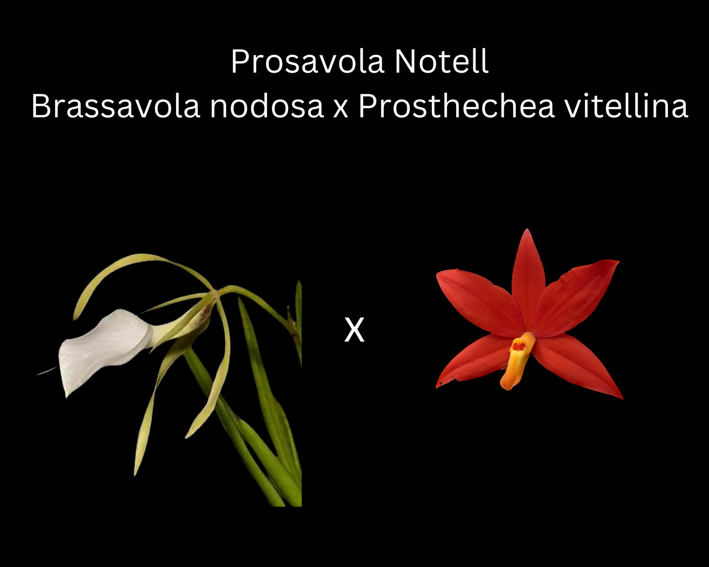 Brassavola nodosa 'Spring' x Prosthechea vitellina