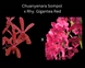Product image thumbnail 4