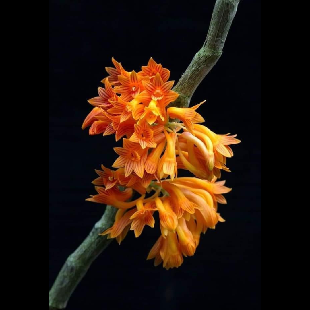 Dendrobium topaziacum