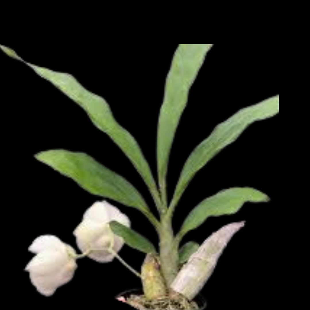 Catasetum pileatum var. alba