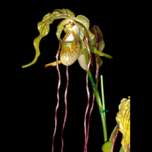 Phragmipedium caudatum var. warszewiczianum x Phragmipedium longifolium var. 'Black as Night'