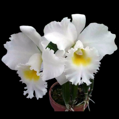 Cattleya Alliance: Rlc. Shinfong White Charm – La Foresta Orchids