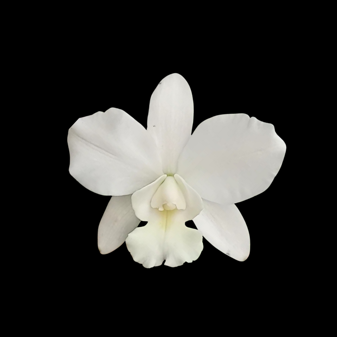 Cattleya Alliance: Cattleya White Bridal