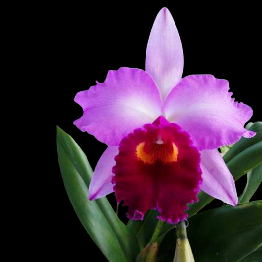 Cattleya Alliance: Laeliocattleya Dorothy Fiene 'Sydney'