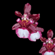 Product image thumbnail 2