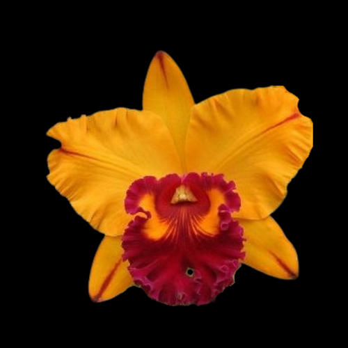 LaForesta-2024-06-18T155510.