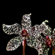 Product image thumbnail 1