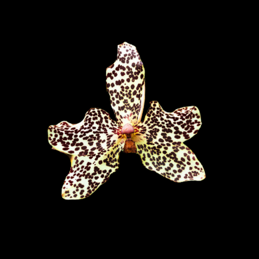 Grammatophyllum wallisii ‘Peacock’