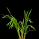 Product image thumbnail 5