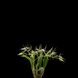 Product image thumbnail 5