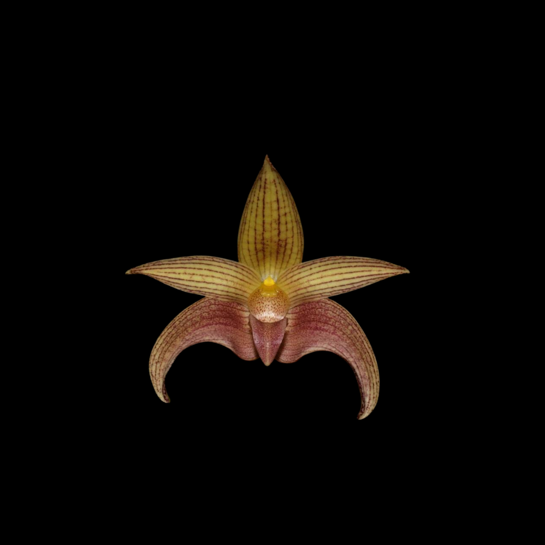 Bulbophyllum Jan Ragan – La Foresta Orchids