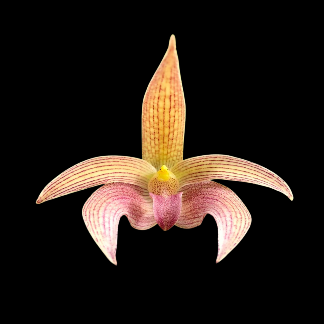 Bulbophyllum Jan Ragan – La Foresta Orchids