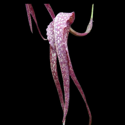 Bulbophyllum longisepalum