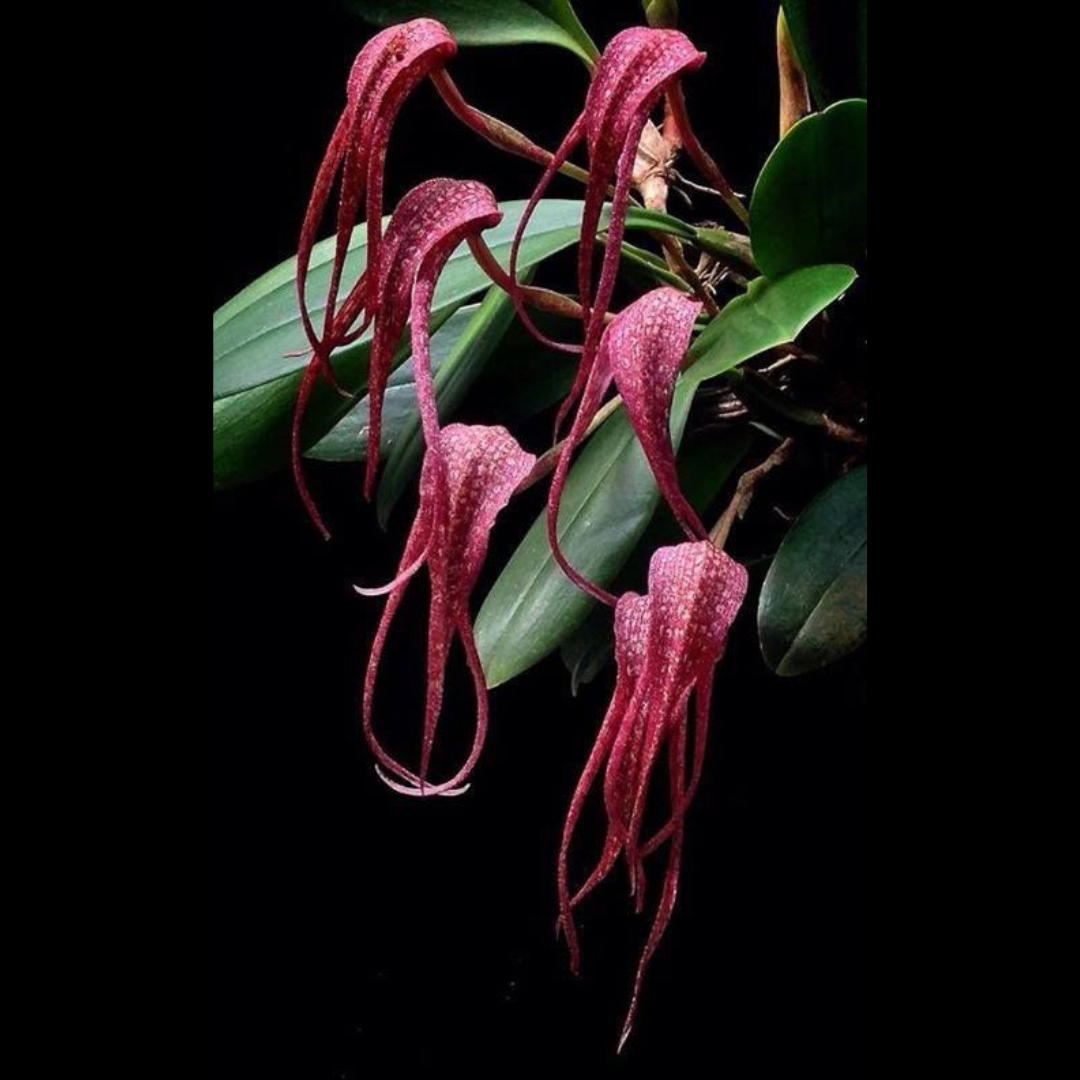Bulbophyllum longisepalum