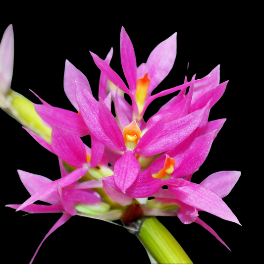 Dendrobium bracteosum`Pink'