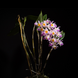 Product image thumbnail 4