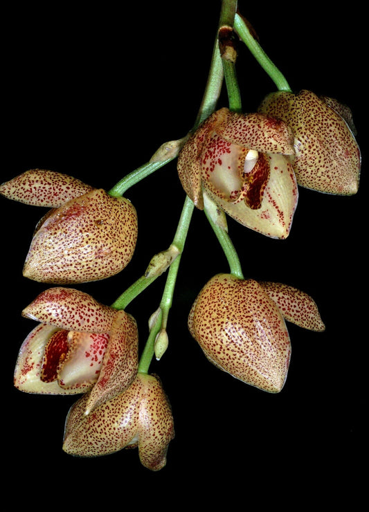 Cymbidium atropurpureum