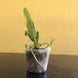 Product image thumbnail 8