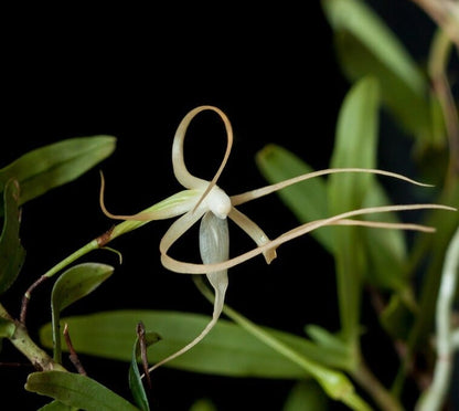 Angraecum corrugatum Angraecum La Foresta Orchids 