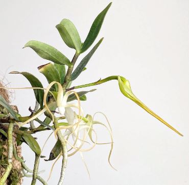 Angraecum corrugatum Angraecum La Foresta Orchids 
