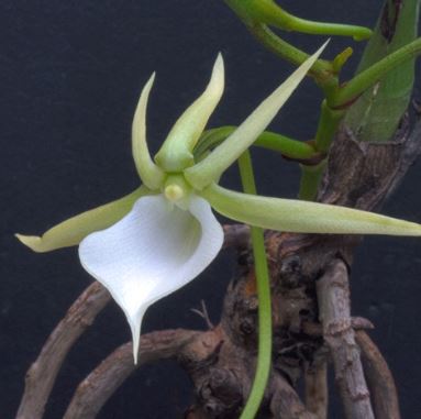 Angraecum praestans Angraecum La Foresta Orchids 
