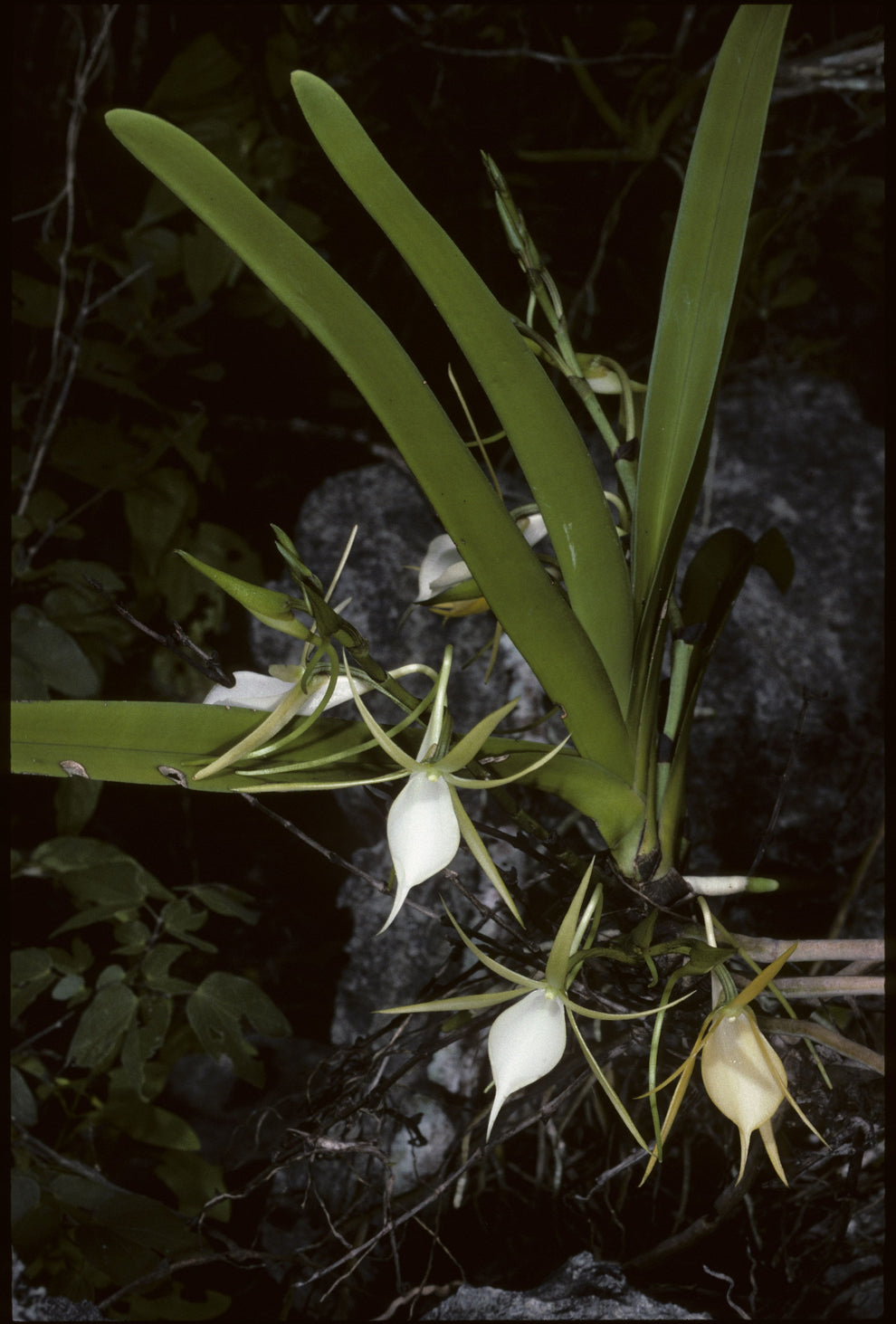 Angraecum praestans – La Foresta Orchids